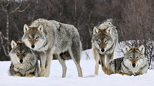 four gray wolfs, animals, wolf, snow