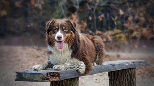 adult red and white Border collie, dog, animals