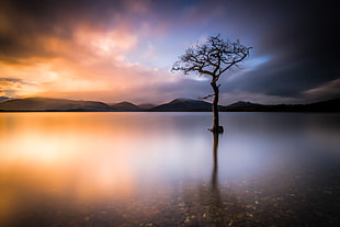landscape photography of leafless tree at the center of body of water