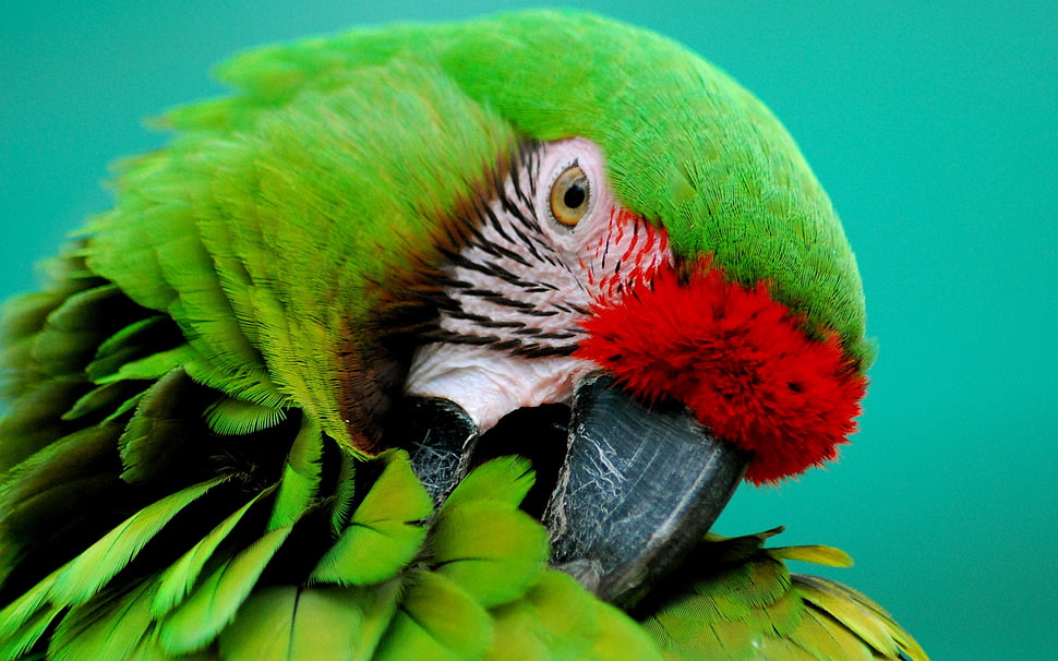 green and red parrot HD wallpaper