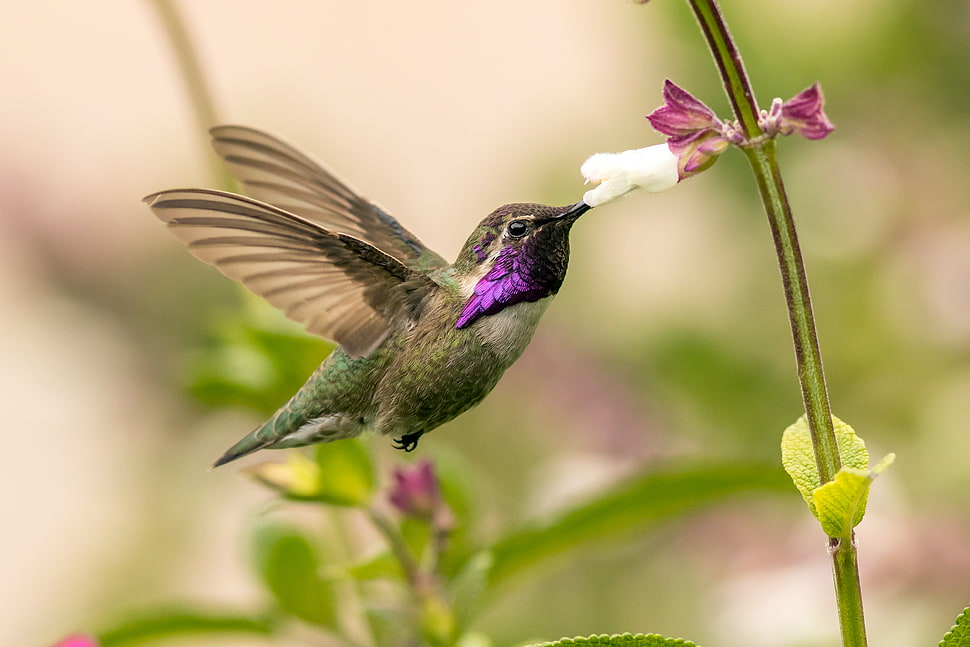 gray and purple feather bird spread wings auto focus photography, hummingbird HD wallpaper