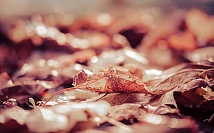 dried leaves photo HD wallpaper