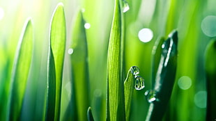 green leafed plant, grass, water drops