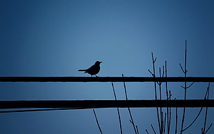 silhouette of bird on tree during nighttime HD wallpaper
