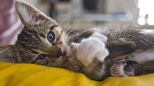 brown tabby cat licking paws