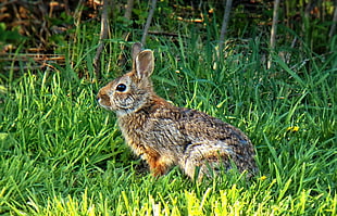 brown hare on green grass, rabbit