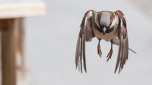 white and gray bird, sparrow, birds HD wallpaper