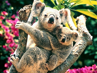 brown and black cat plush toy, nature, animals, koalas, baby animals HD wallpaper