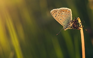 beige butterfly, butterfly, insect HD wallpaper