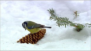 green bird on brown pinecone, animals, birds, snow, titmouse