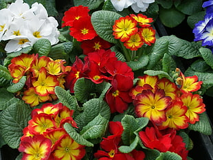 Microshot red and yellow flowers