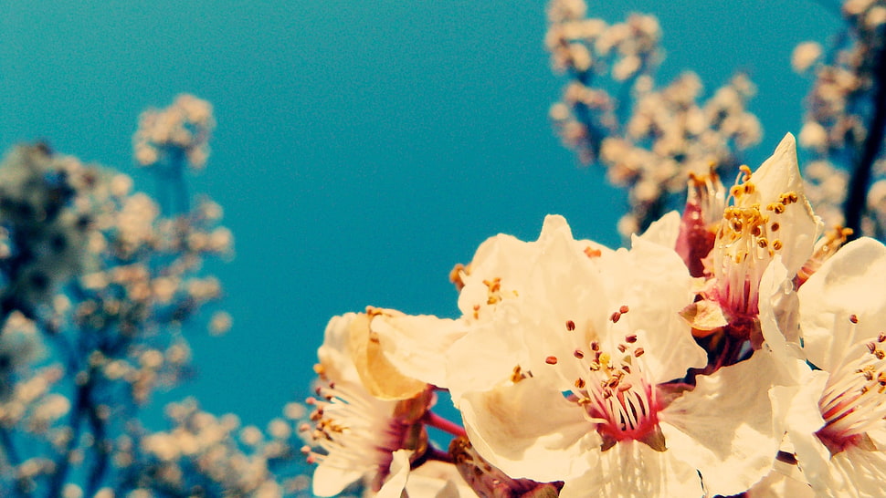 selective focus of white petaled flowers HD wallpaper