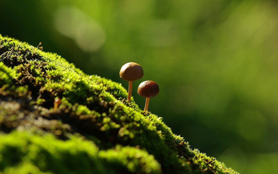 two brown mushrooms sorrounded green grass HD wallpaper