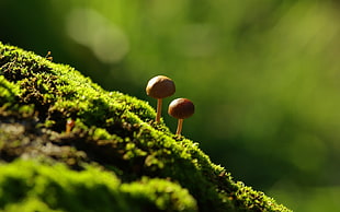 two brown mushrooms sorrounded green grass