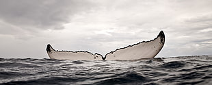 photo of whale tail on water