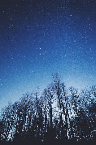 cosmic view, Starry sky, Trees, Sky