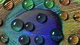 water drop on multicolored background, peacocks, peacock, feathers, water drops HD wallpaper