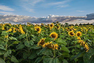 bed of Sunflower under heavy clouds photo, sunflowers