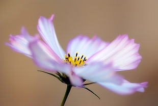 selective focus photography of white and pink petaled flower