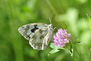 white and brown butterfly on top of pink flower