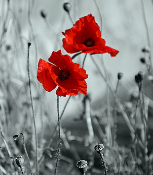 selective color photography of red flowers HD wallpaper