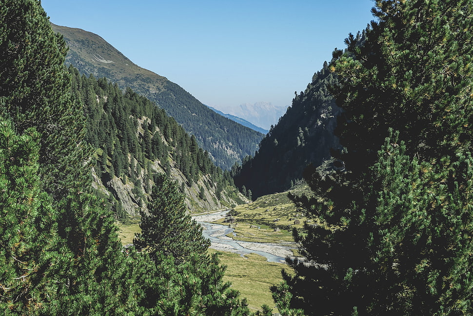 green leaf trees, Mountains, Trees, Summer HD wallpaper