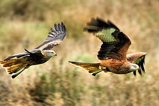 Tiltshift lens photography of brown and white eagles HD wallpaper