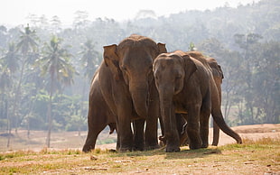 three gray elephants, nature, elephant, animals