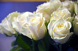 macro photography of white Rose bouquet