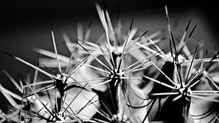 grayscale photography of Cactus HD wallpaper