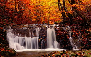 yellow and orange leafed trees, landscape, fall, forest, river