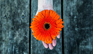 orange gerbera daisy, Gerbera, Flower, Hand