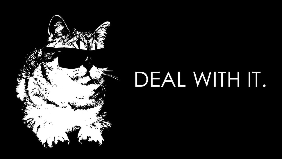 cat clip-art, humor, cat, sunglasses HD wallpaper
