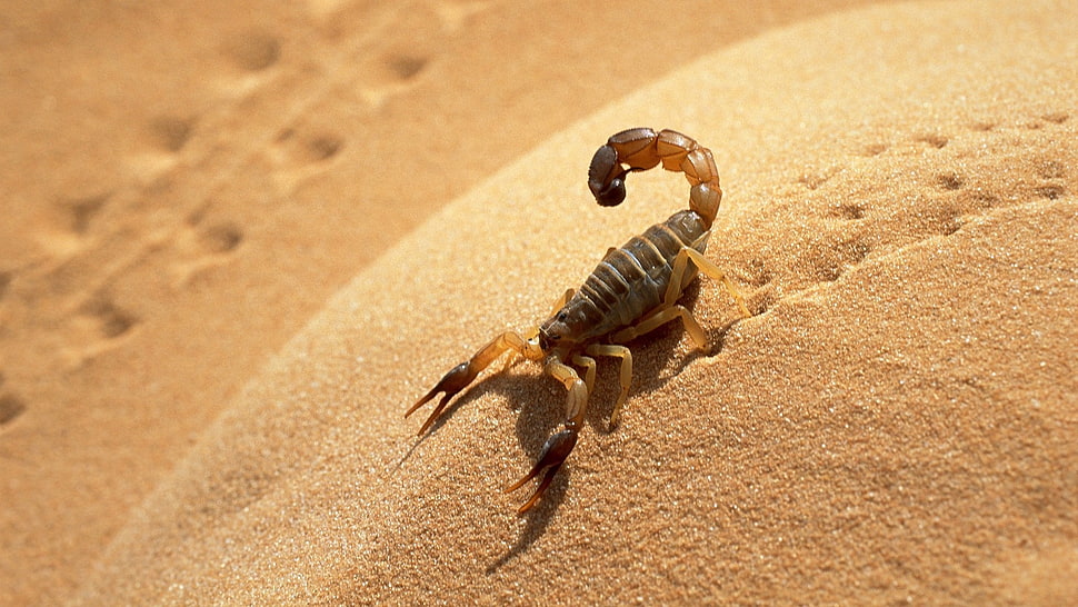 brown and black scorpion HD wallpaper