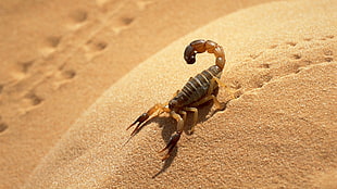 brown and black scorpion HD wallpaper