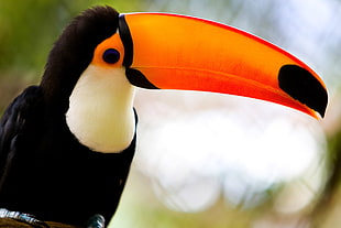 close-u photo of long-beak parrot