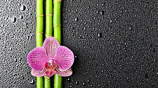 pink orchid flower, flowers, water drops, bamboo, orchids