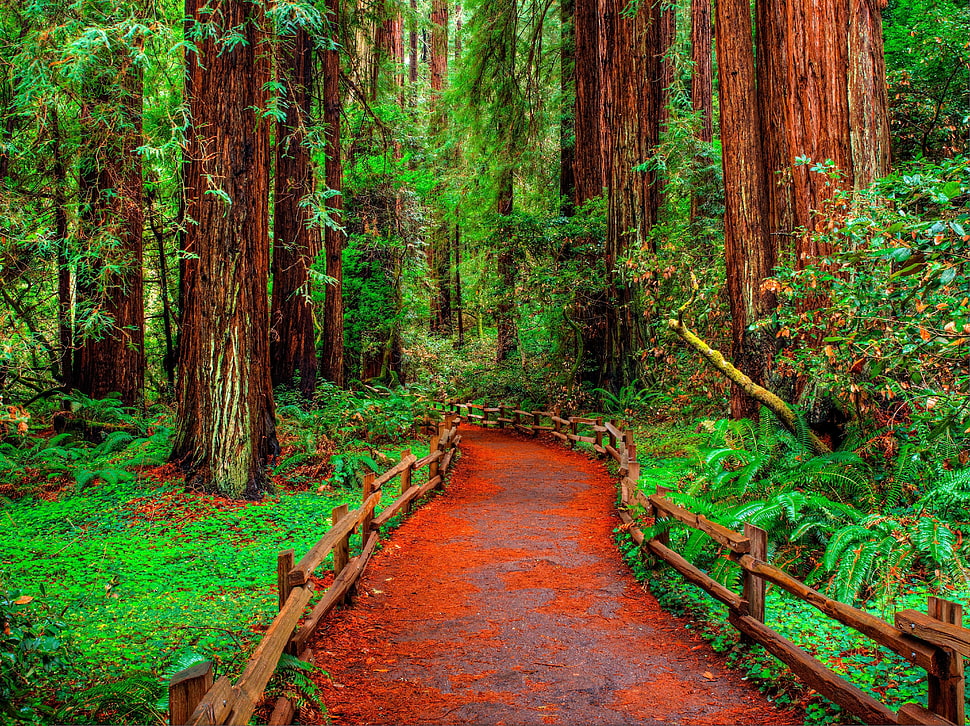 forest trail, forest HD wallpaper