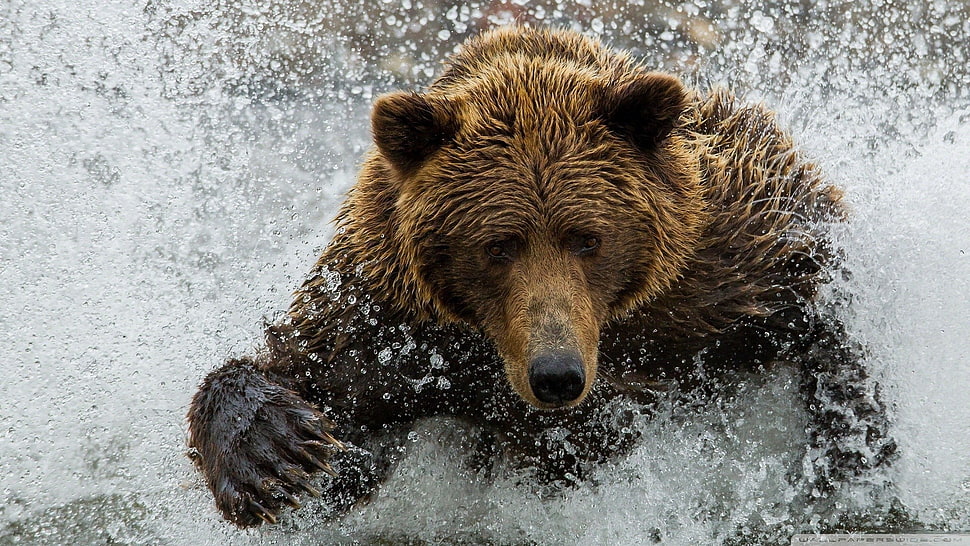 adult grizzly bear, bears, animals HD wallpaper