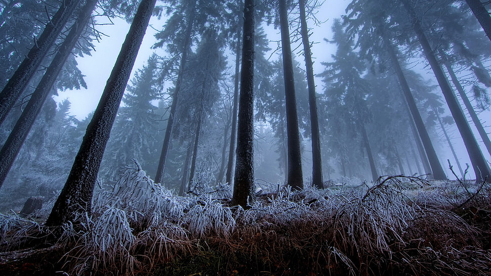 low angle view of trees in mist HD wallpaper