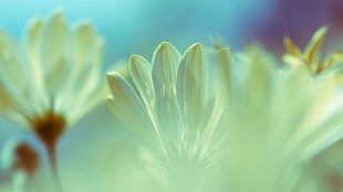 macro photography of beige petaled flower, flowers, bokeh, plants