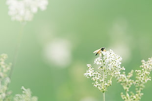 Dragonfly on white flowers photo