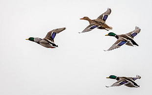 four brown ducks spreading its wings