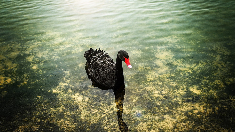 black and red swan, swan, birds, lake HD wallpaper