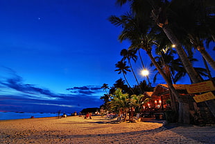 seashore and coconut trees, beach, dusk, Philippines, palm trees HD wallpaper