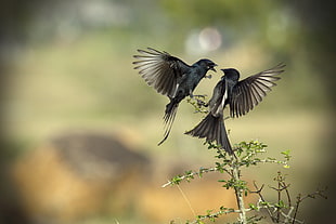 two black birds facing each other above brown tree branch selective photography at daytime, drongo