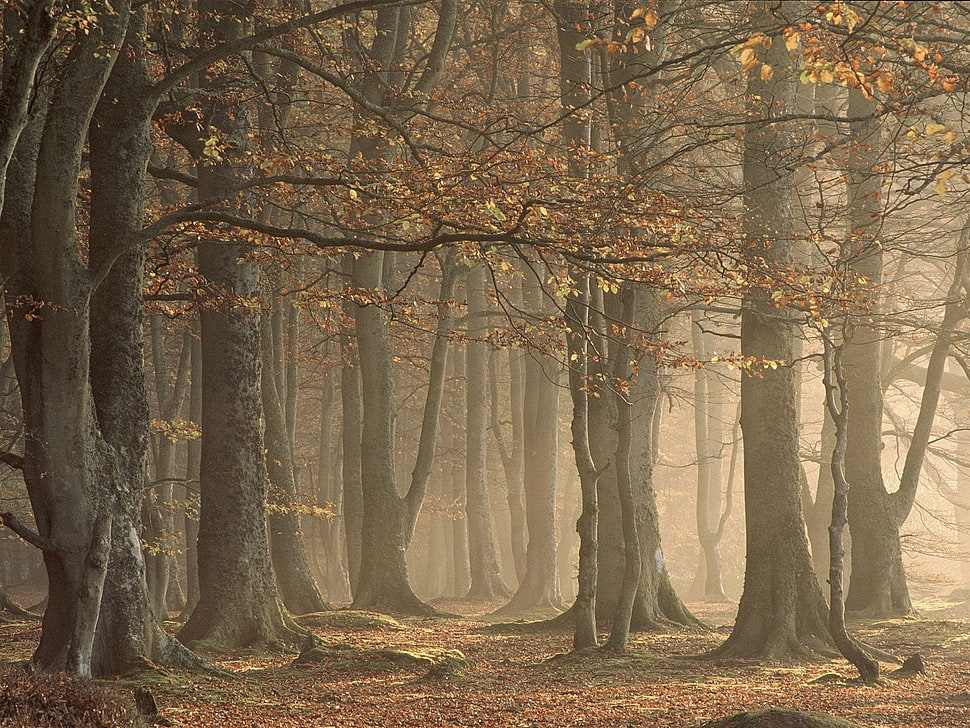 two brown and black leather bags, trees, forest, nature, fall HD wallpaper