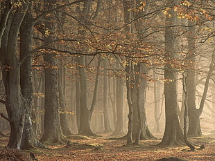 two brown and black leather bags, trees, forest, nature, fall