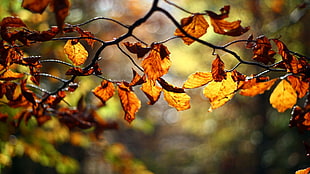 brown leaves, twigs, leaves, depth of field, nature HD wallpaper