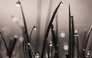 macro photography of grayscale plant